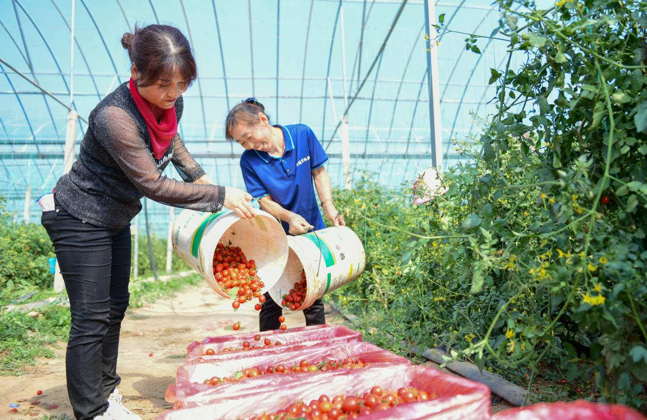 三亿体育官方网站 三亿体育 首页山西天镇县:紧握大棚“金钥匙” 开启乡村“致富门”(图4) 三亿体育官方网站 三亿体育 首页山西天镇县:紧握大棚“金钥匙” 开启乡村“致富门”(图4)