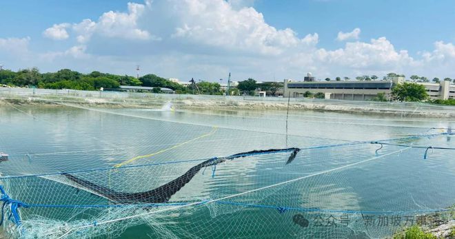400吨燃油扩散新加坡、160义工紧急清理!对供水、鱼类、空气影响状况曝光三亿体育(图7) 400吨燃油扩散新加坡、160义工紧急清理!对供水、鱼类、空气影响状况曝光三亿体育(图7)